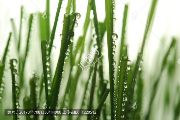 草滴