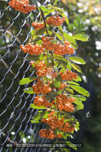 在10月rowanberries