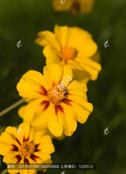 黃色的萬壽菊-匯圖網(wǎng) www.fosd68.com 黃色的萬壽菊