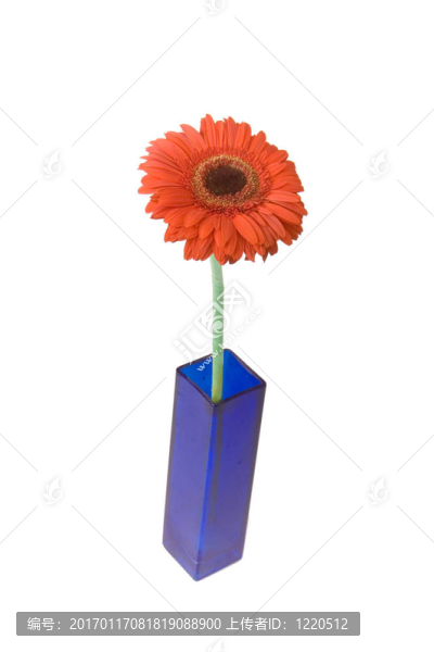 花瓶中的紅太陽