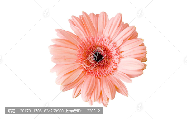 粉色非洲菊