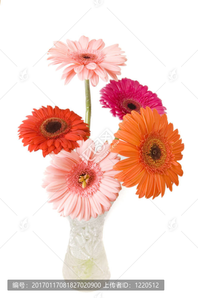 束非洲菊