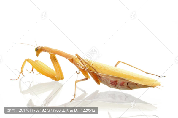 螳螂
