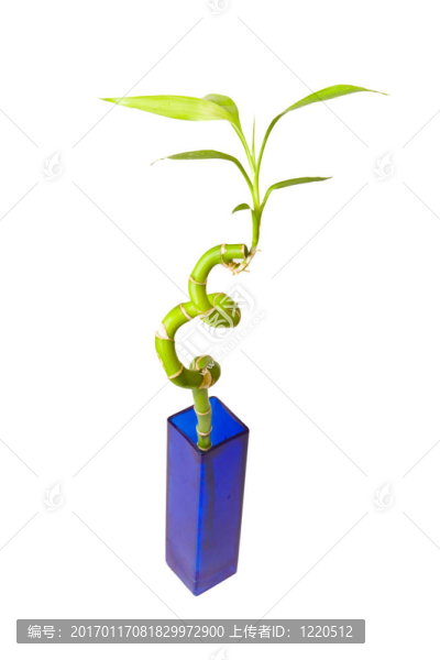 竹子在花瓶