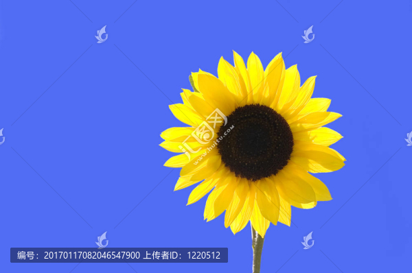 藍(lán)天上的向日葵