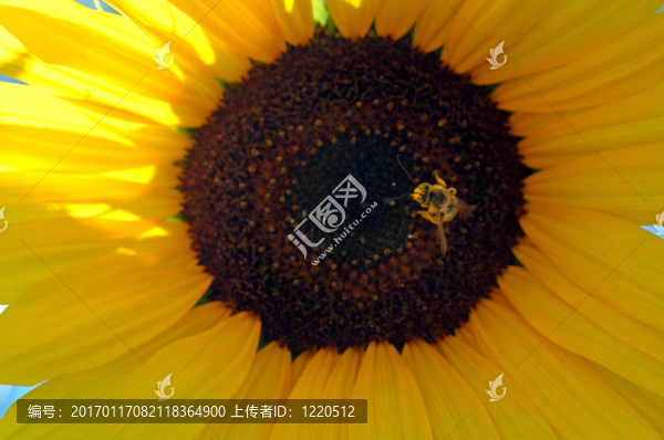 向日葵與蜜蜂