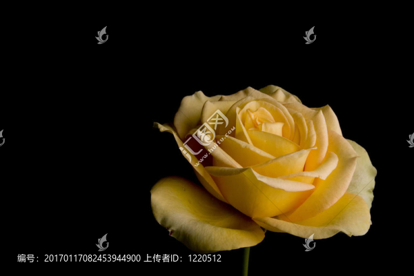 黃玫瑰