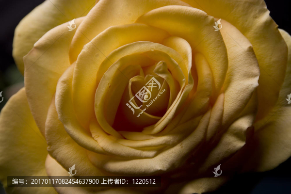 黃玫瑰