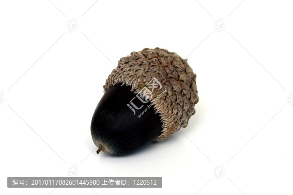 一個橡子
