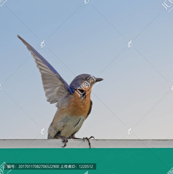 藍(lán)知更鳥