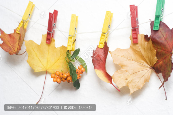 五顏六色的樹(shù)葉和花楸