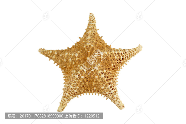 白色的孤立的明星魚