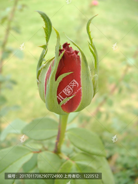 紅玫瑰