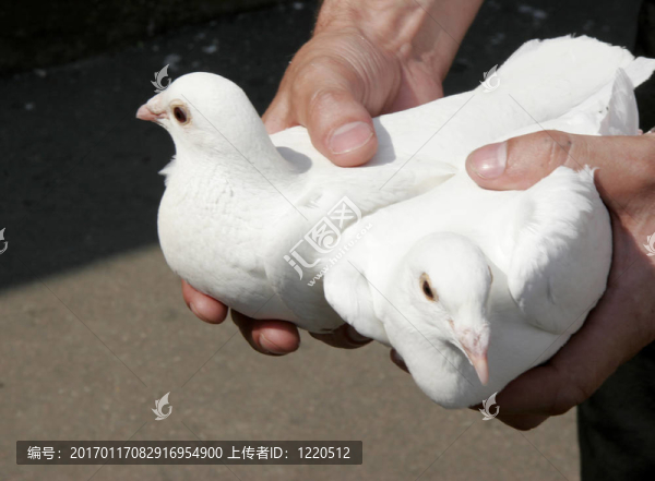 兩只鴿子