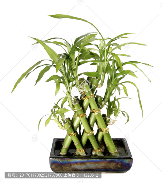 竹