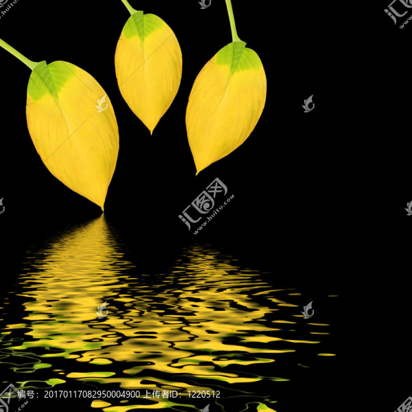 金葉子的美