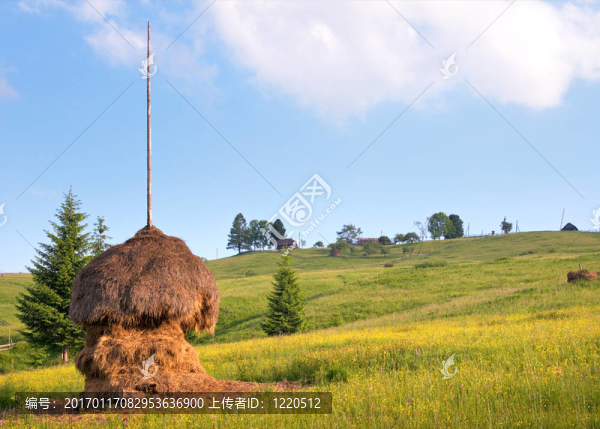 夏季高山草甸