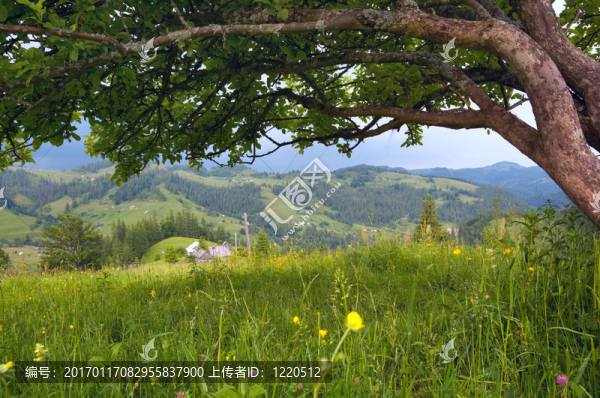 夏天的山村