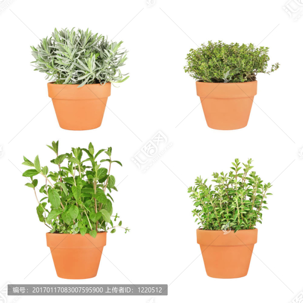 草本植物的選擇