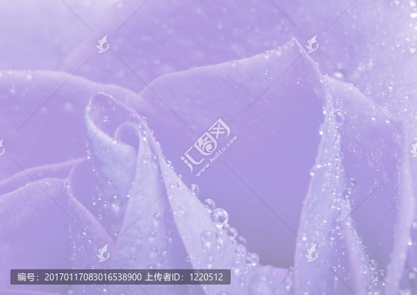 玫瑰