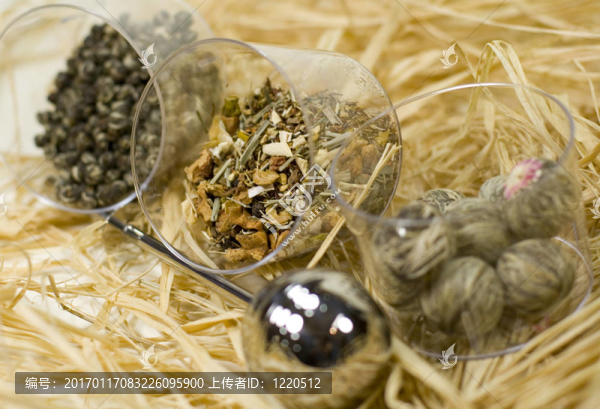濾茶和茶樹種類