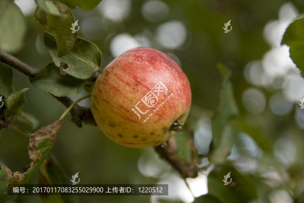 蘋果樹