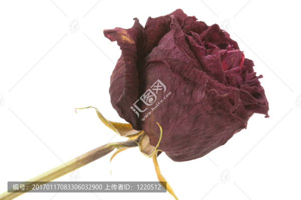 死去的玫瑰