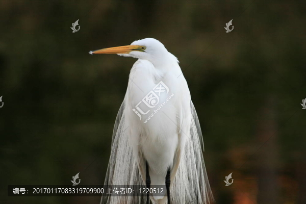 白鷺