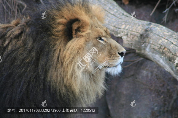 獅子