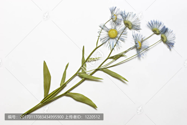 干燥的雛菊