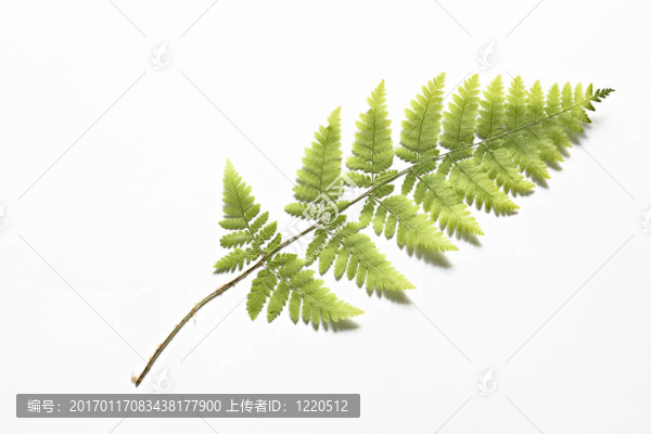 干蕨