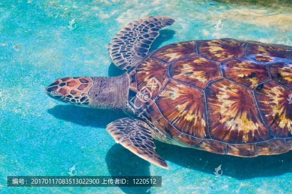 游泳的海龜