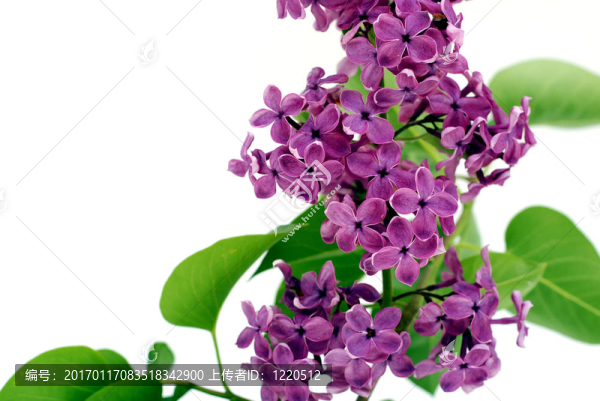 丁香花