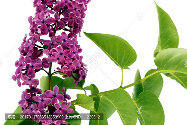 丁香花