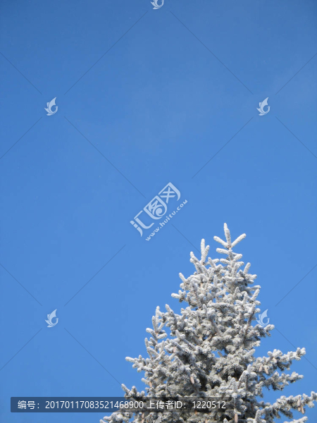 結(jié)霜的樹