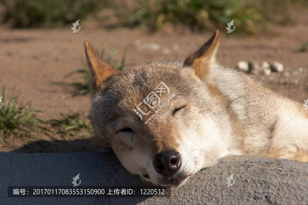 沉睡的狼
