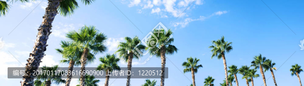 棕櫚樹