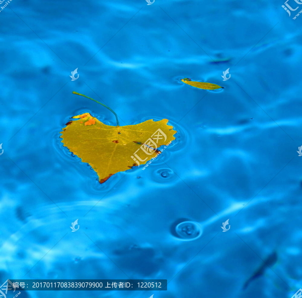 秋天的葉子-匯圖網(wǎng) www.fosd68.com 秋天的葉子