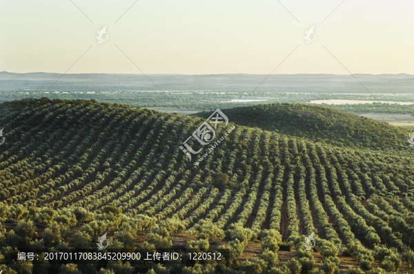 在阿連特茹的橄欖樹(shù)林景觀