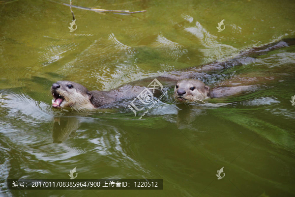 水獺