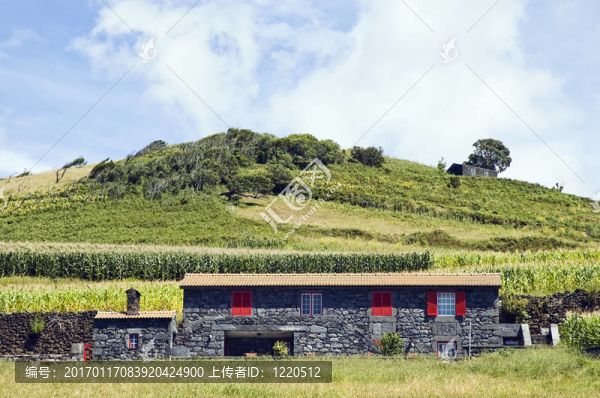 美麗的農家樂在皮科島；亞速爾群島