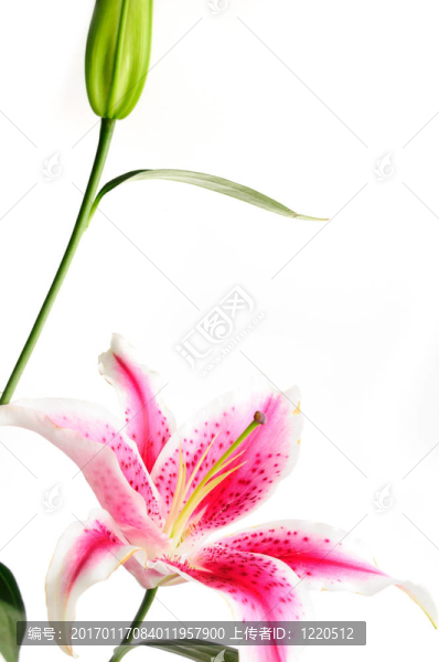 粉色的百合花