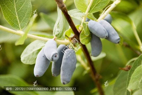 藍(lán)果忍冬