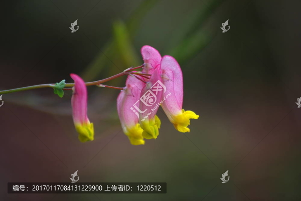 蒼白的夏天
