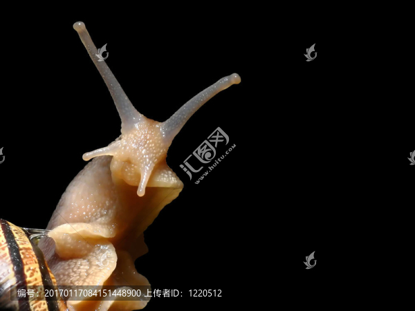 蝸牛