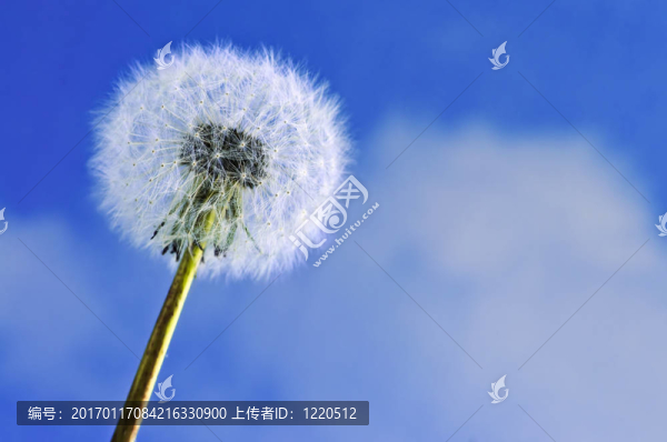 蒲公英