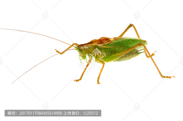 蚱蜢