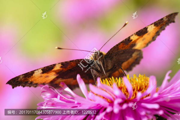 蝴蝶花