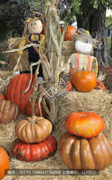 萬(wàn)圣節(jié)pumpkins_strawman