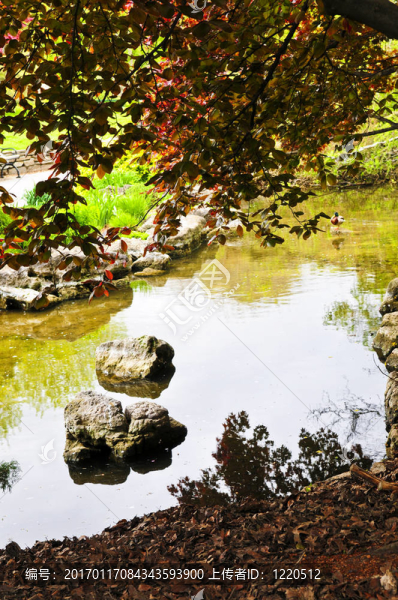 禪園中的池塘